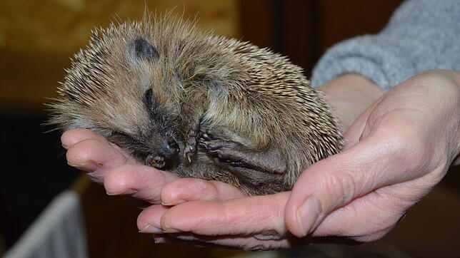 Wenn ein Igel so klein ist, überlebt er den Winter in der Natur oft nicht. Manuela Martin päppelt die Tiere auf. Wenn sie gesund sind, ...