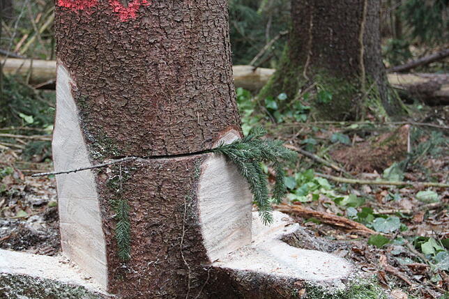 Bild 7: Bilder vom Einholen der Narrenbäume der Narrizella Ratoldi und der Froschenzunft im Altbohlwald