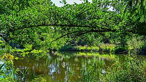 Die Idylle ist trügerisch. Im Verborgenen dieses Biotops hinter dem Klosterweiher wütet der Biber und sorgt nicht nur für zu warmes ...