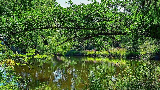 Die Idylle ist trügerisch. Im Verborgenen dieses Biotops hinter dem Klosterweiher wütet der Biber und sorgt nicht nur für zu warmes ...