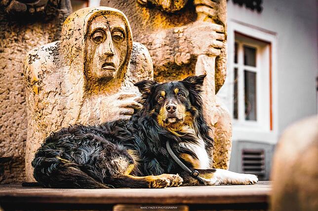Merlin hat es sich am Narrenbrunnen gemütlich gemacht.