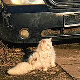 Die Katzen, die im Februar auf dem Hof angetroffen wurden, blieben auf dem Hof, weil es den anderen Tieren noch schlechter ging.