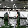 Die Swiss Shrimp AG will für ihre 20 Mitarbeitenden rasch eine sozialverträgliche Lösung finden.