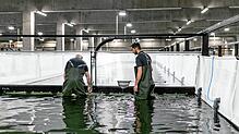 Die Swiss Shrimp AG will für ihre 20 Mitarbeitenden rasch eine sozialverträgliche Lösung finden.