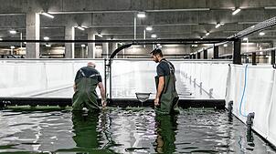 Die Swiss Shrimp AG will für ihre 20 Mitarbeitenden rasch eine sozialverträgliche Lösung finden.