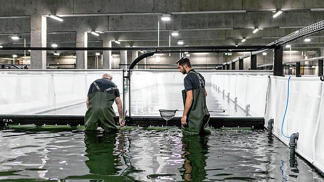 Die Swiss Shrimp AG will für ihre 20 Mitarbeitenden rasch eine sozialverträgliche Lösung finden.