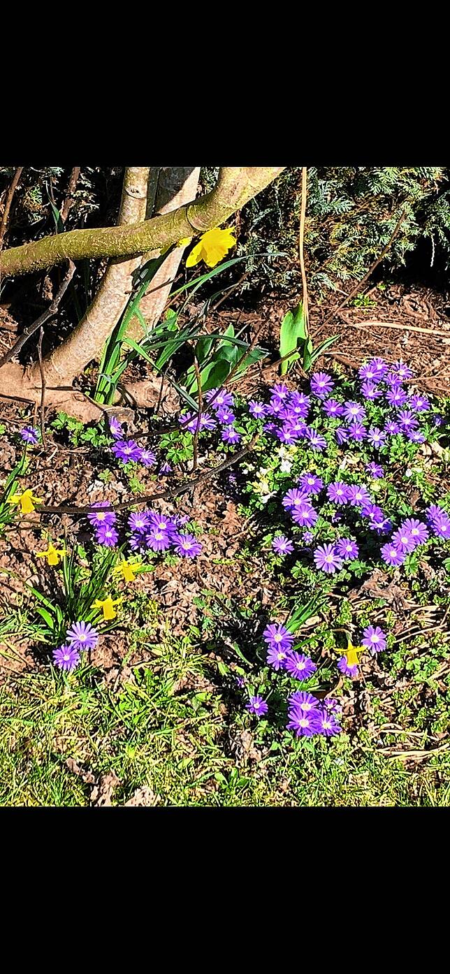 Bild 8: Summende Bienen und blühende Blumen: So schön ist der Frühling am Hochrhein