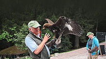 Bei Flugvorführungen zeigen die Vögel noch mehr von ihrem Verhaltensspektrum.