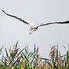 Ein Graureiher, der eine Flügelspannweite von bis zu zwei Metern erreicht, fliegt bei der Tour über das Wollmatinger Ried in Richtung ...