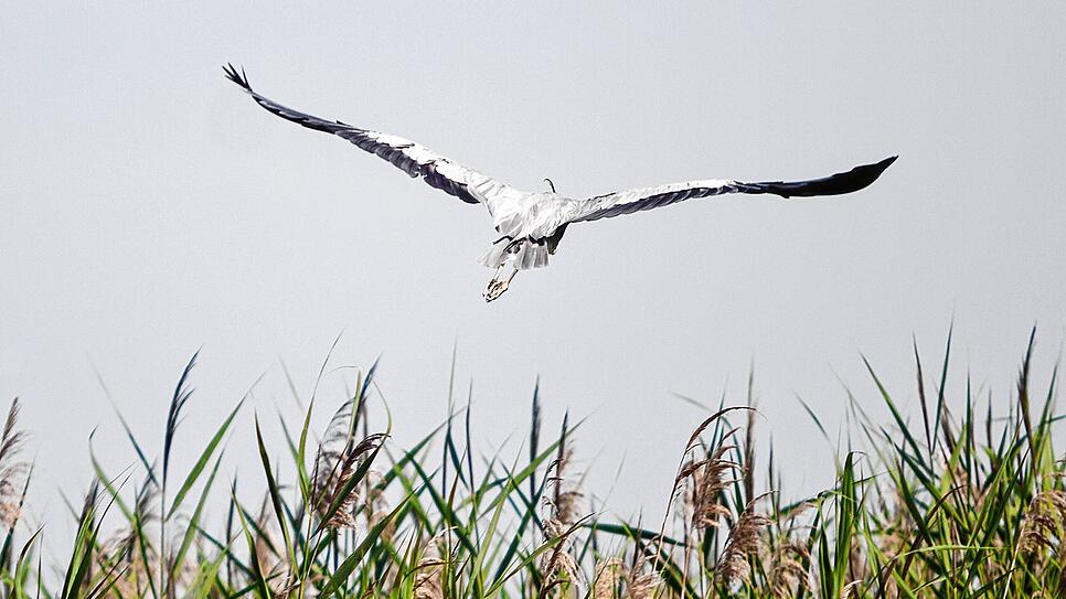 Ein Graureiher, der eine Flügelspannweite von bis zu zwei Metern erreicht, fliegt bei der Tour über das Wollmatinger Ried in Richtung ...