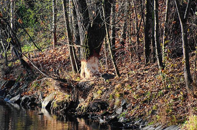 Bild 1: Ein Biber mitten im Stadtgebiet: Das steckt hinter diesen Nagespuren an einem Baum