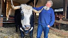 Der Chef des Bauernhofs Litz mit dem Chef seiner Kühe: Kurt Litz und Felix, der Stier. Momentan ist es gar nicht so einfach, selbst ...