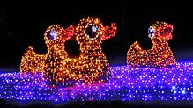 (Archivbild) Bekanntes Motiv: Die vier Enten auf der Mainau, so sehen sie bei Christmas Garden (Bild von 2021) aus. In diesem Jahr gibt ...
