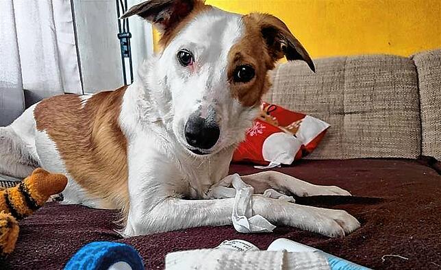 Mischling Falco schaut sein Frauchen noch ungläubig an.