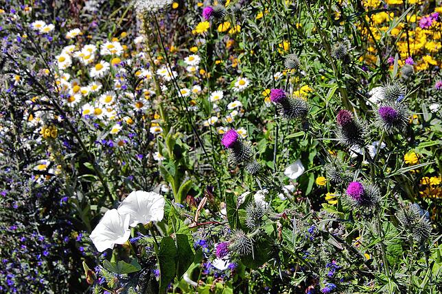 Entlang der Parkränder gedeihen vielerorts Wildblumenmischungen.  Hier haben auch Disteln ihren Platz.