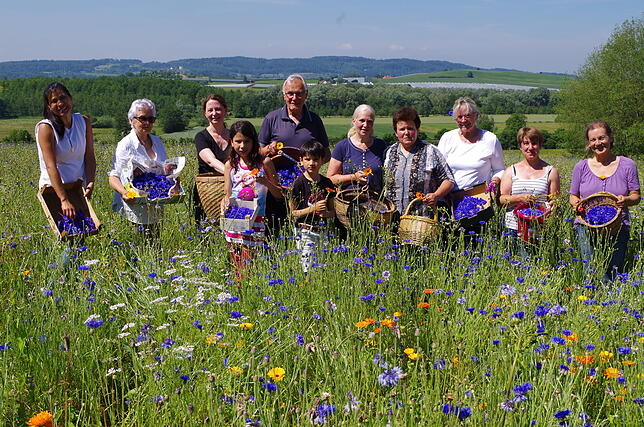 Fürs „Himmelblau“: Ein Pflückertrupp sammelt Kornblumen auf einer Wiese bei Bermatingen.
