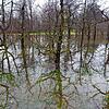 Wo ist oben, wo ist unten? Die Apfelbäume gehen unter.