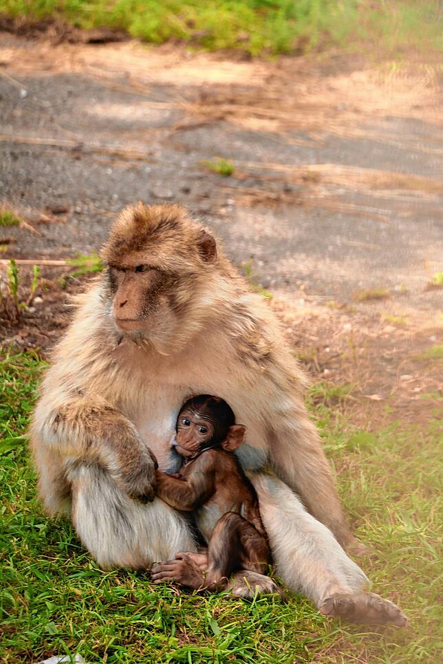 Vermutlich keine Lust auf einen Ausflug Richtung Dittishausen: Affenmama mit Baby im Freizeitpark Tatzmania.