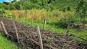 Für einen Ewilpa – essbare Wildpflanzen Park – würde ein privater Eigentümer diese Fläche am Rheinufer zur Verfügung stellen.