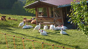 Auf dem Hummelhof leben Freilandputen und Rinder. Über die Landwirtschaft wird im Rahmen der Aktion „Gläserne Produktion“ an zwei Tagen ...