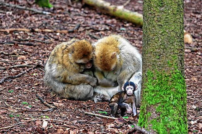 Das Affenbaby traut sich schon auf Entdeckungstour. Im Hintergrund passt die Mama (links), hier mit einem Männchen, aber immer auf.