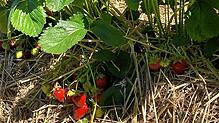 Hier verstecken sich die süßen Früchtchen auf einem Erdbeerfeld beim Fuchshof in Dingelsdorf. Einmal gepflückt, müssen sie rasch ...