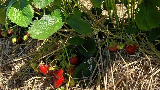 Hier verstecken sich die süßen Früchtchen auf einem Erdbeerfeld beim Fuchshof in Dingelsdorf. Einmal gepflückt, müssen sie rasch ...