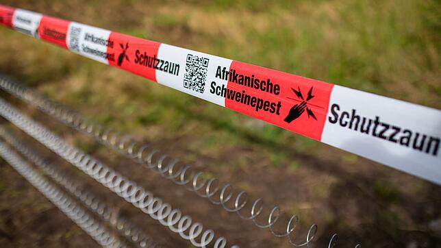 Unter anderem mit Schutzzäunen versucht das Land die Ausbreitung der Afrikanischen Schweinepest einzudämmen. (Archivbild)