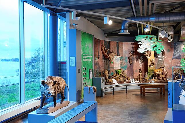 Im Naturkundemuseum Konstanz erhalten Besucher einen Einblick in das Leben am und im Bodensee.