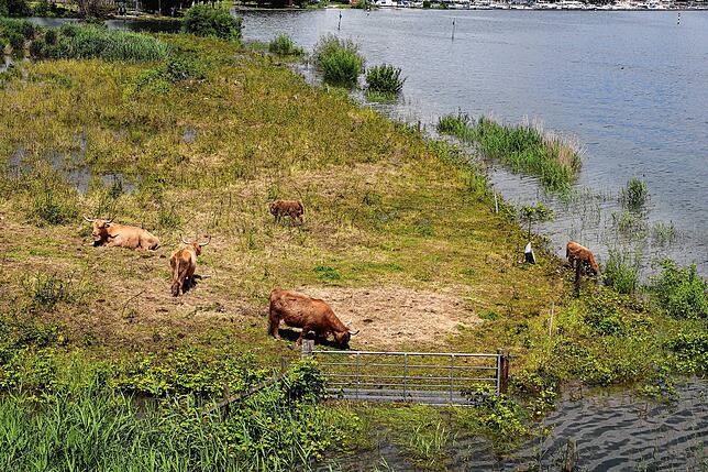 Durch nichts aus der Ruhe zu bringen: Die Rinder, die sich momentan auf der Wulensaueninsle befinden, lassen sich vom Hochwasser nicht ...