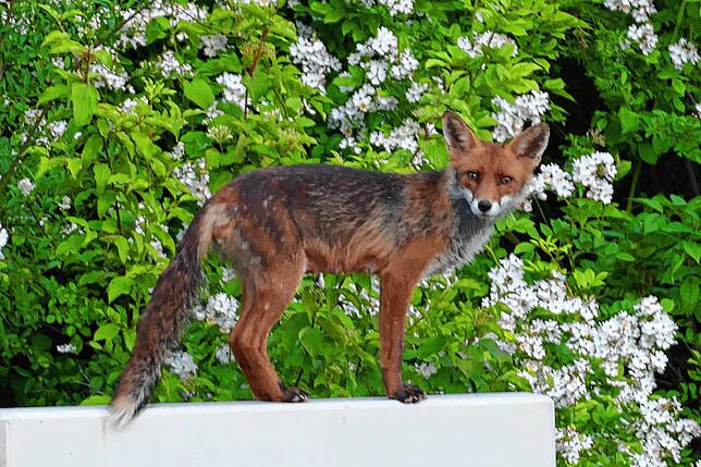 Anfang Mai tauchten die Fähe und ihre fünf Welpen erstmals im Garten auf, wie Annette Meyerhoff schreibt.