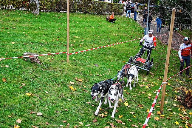 Bild 6: Bilder vom Schlittenhundewagenrennen in Todtmoos