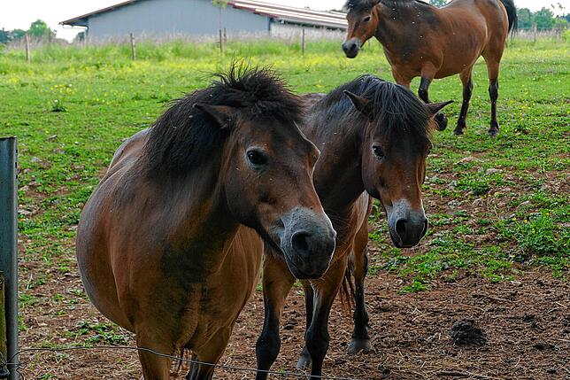 Die robusten Exmoor-Ponys erhalten feuchte Lebensräume durch Beweidung. | Bild: Heinrich Sturm
