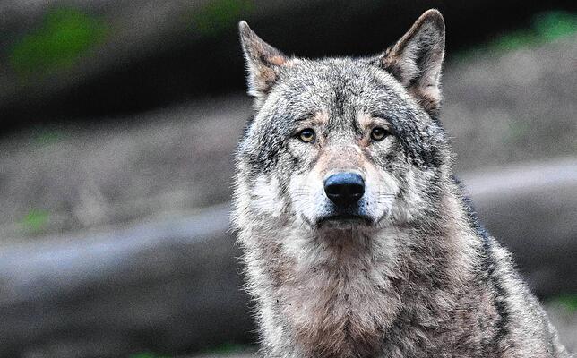Symbolbild: Ein Wolf im Tierpark Tripsdrill.