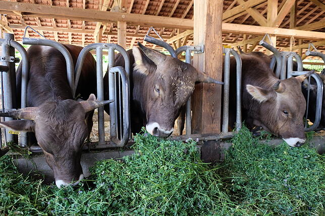 Drei der Mastbullen beim Vertilgen des frischen Grünfutters im offenen Stall. Die Kühe werden in Rengoldshausen ausschließlich mit Gras ...