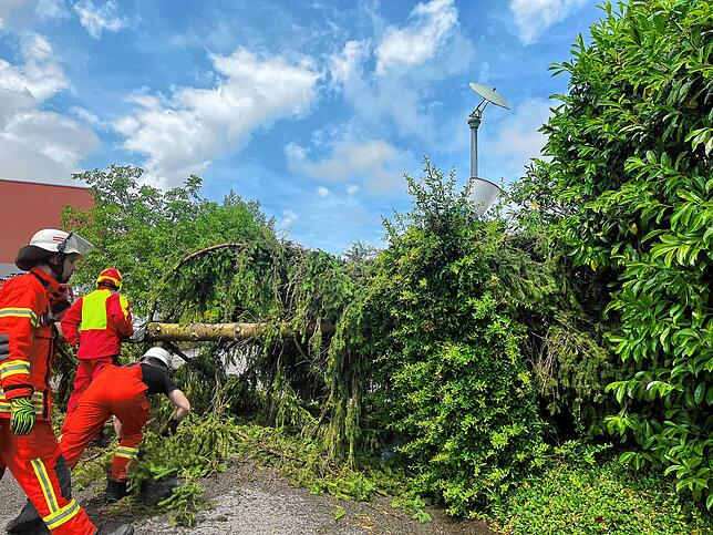 Mehrere Bäume musste die Feuerwehr in Engen aus dem Weg räumen.