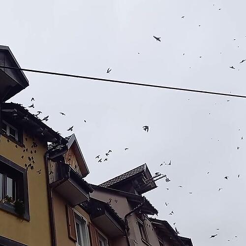 Schwalbeninvasion in der Altstadt von Laufenburg/ 1