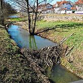 Auch im Mettenbach sind die Biber aktiv und sorgten für eine Renaturierung des Fließgewässers.