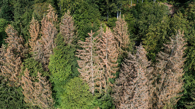 Vom Borkenkäfer befallene und abgestorbene Nadelbäume in einem Waldstück.