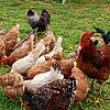 Die Beschränkungen zum Schutz des Hausgeflügels vor der Geflügelpest &ndash; hier ein Bild von Hühnern in Schwörstadt &ndash; wurden in ...