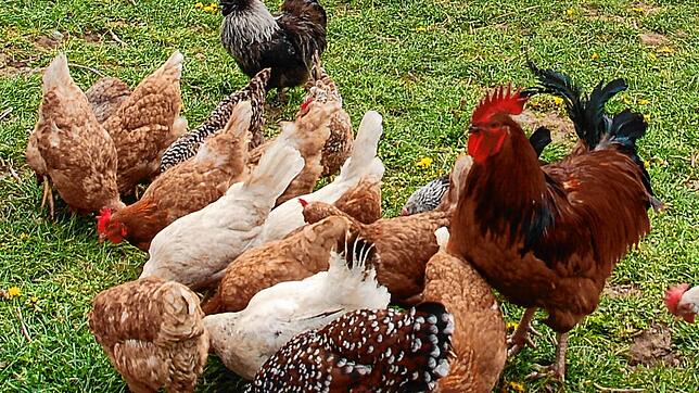Die Beschränkungen zum Schutz des Hausgeflügels vor der Geflügelpest &ndash; hier ein Bild von Hühnern in Schwörstadt &ndash; wurden in ...