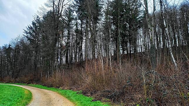 Im Oberholz, hier von der Arlener Straße aus, musste wegen des Eschensterbens viele Bäume gefällt werden, die Bevölkerung war ...