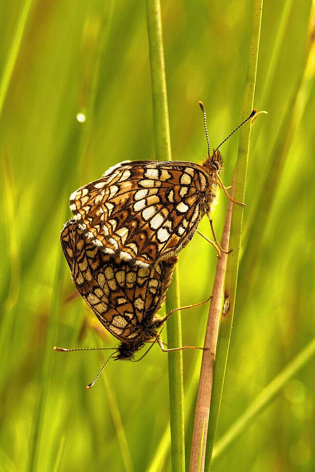 Der Baldrian-Scheckenfalter (Melitaea diamina) steht auf der Roten Liste Baden-Württemberg: Der Bestand ist gefährdet, eine Population ...