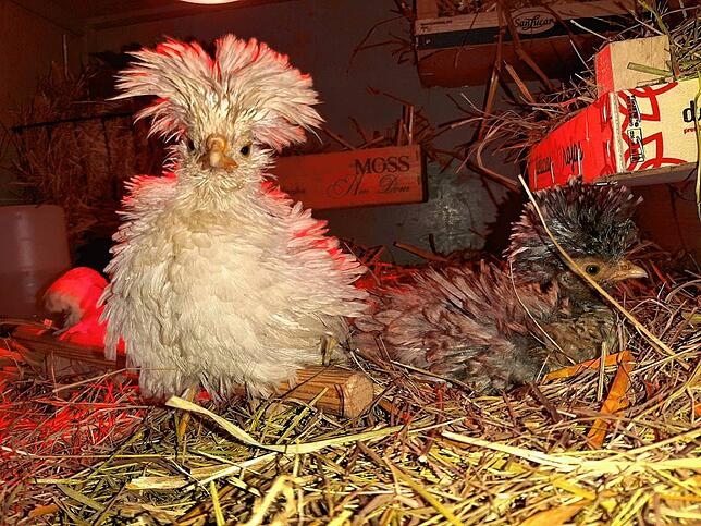 Erna war als junges Huhn schon eine Schönheit, findet Anton Bihler.