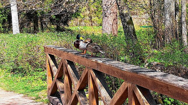Bild 9: Donaueschingen: So schön ist der Frühling im Schlosspark