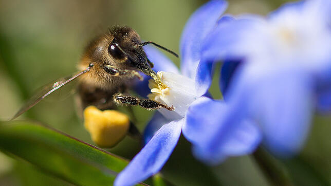 Bienen- und Artenschutz steht im Zentrum des Volksbegehrens, das heute auf den Weg gebracht werden soll.