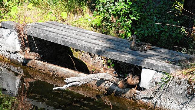 Diese Enten fühlen sich offensichtlich wohl am Oberwasserkanal an der Schwarzen Säge. Sollte er renaturiert werden, müssen sie sich ein ...