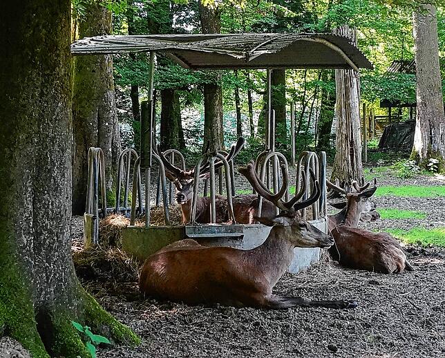 Damit die Tiere des Wildgeheges sich so entspannt zeigen, braucht es Rücksichtnahme der Besucher.