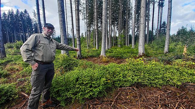 Förster Christoph Vögele zeigt die Aufforstung von Fichten im Wald bei Volkertsweiler.